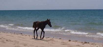 colt running on beach